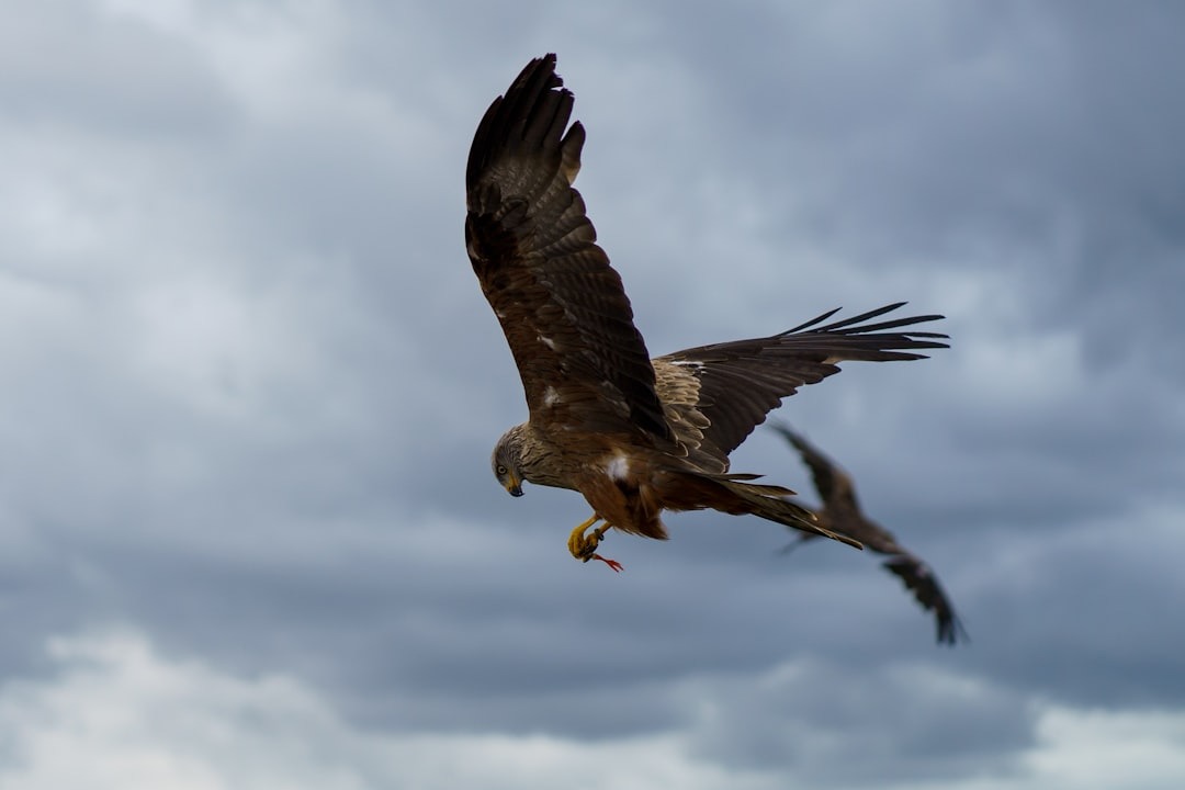 The Black Kite Above the Kamogawa